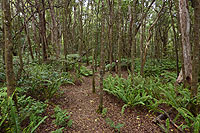 Havajské ostrovy - Kalopa Forest