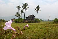 Myanmar