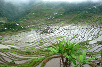 Batad Rice Terraces